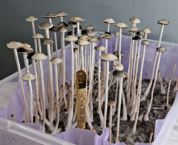 Panaeolus cyanescens (Blue Meanie) - Snake Bunny F1 Swab Set - Image 3