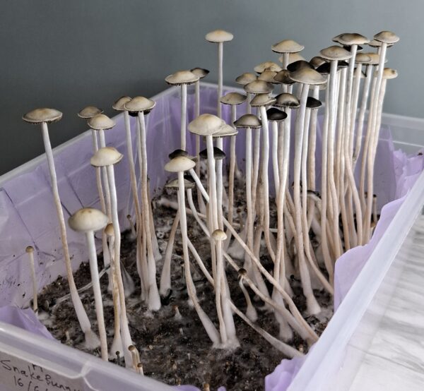 Panaeolus cyanescens (Blue Meanie) - Snake Bunny F1 Swab Set - Image 4