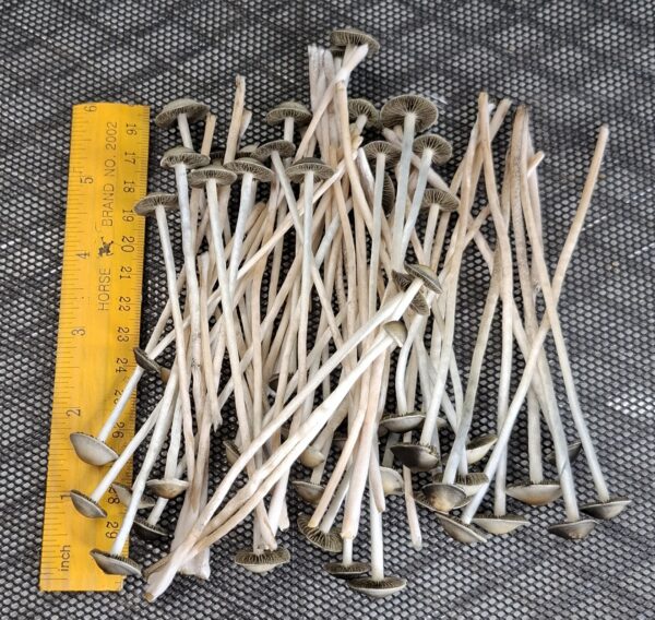 Panaeolus cyanescens (Blue Meanie) - Snake Bunny F1 Swab Set - Image 5
