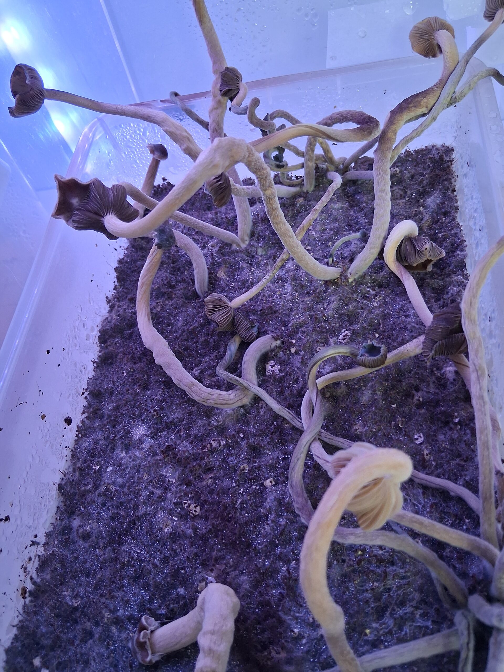 ATL#7 (Psilocybe Tampanensis) Spore Swab Set - Image 3