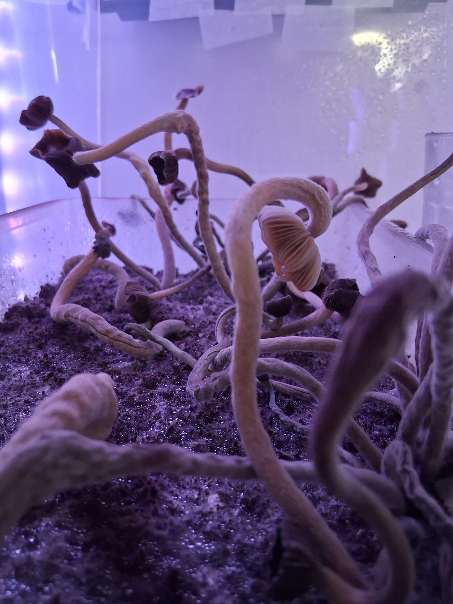 ATL#7 (Psilocybe Tampanensis) Spore Swab Set - Image 2