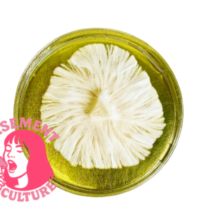 Machine Elf Research Plate