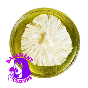 Albino Emerald Gates Research Plate