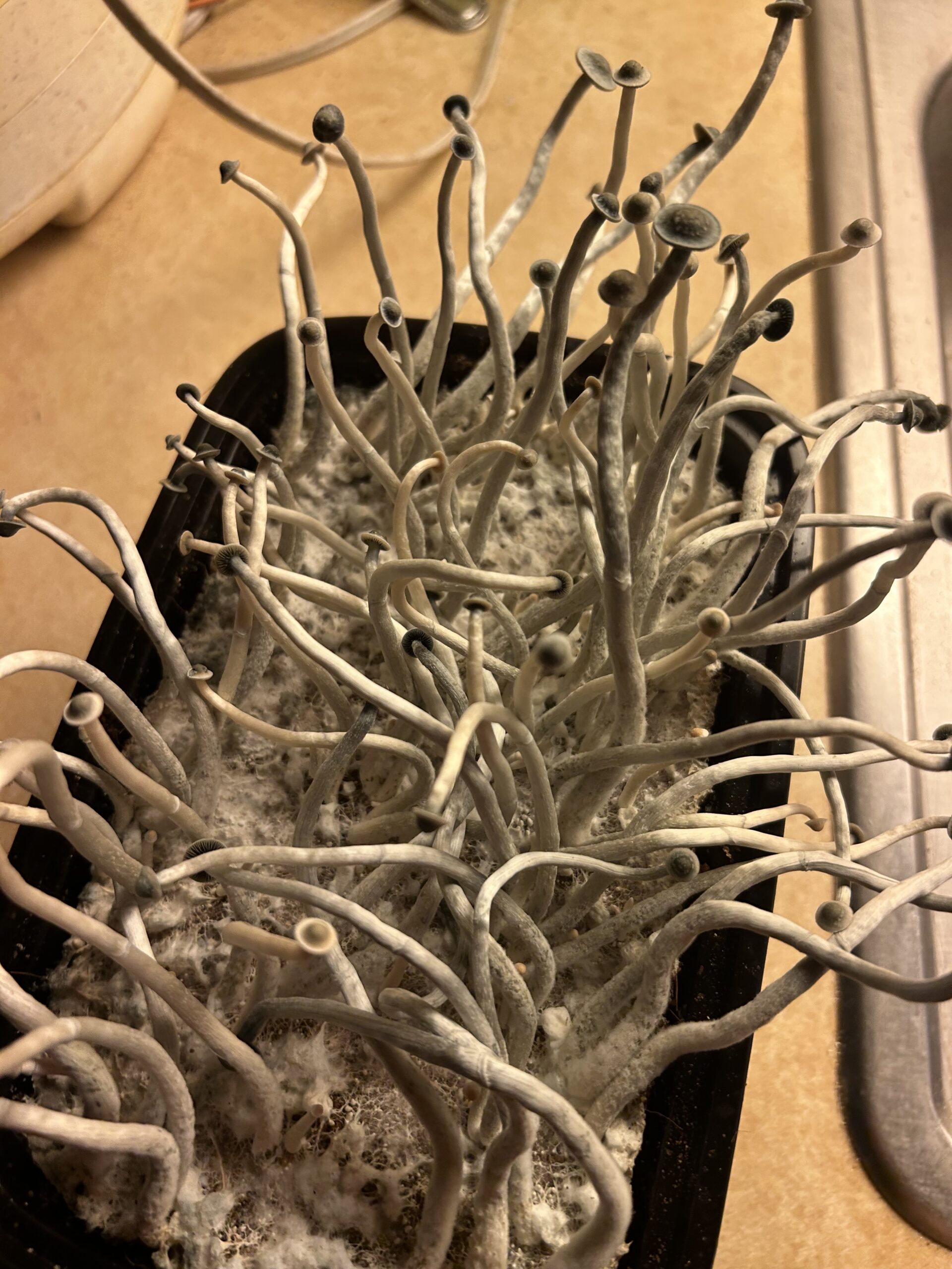 Aether Research Swab Set - SporeSwaps