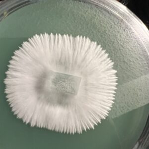 Shakti Blue Mutant Research Plate