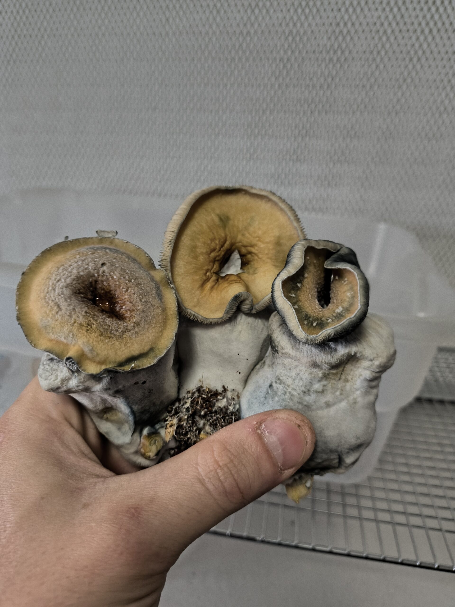 Country Cock Swab Set - Image 2