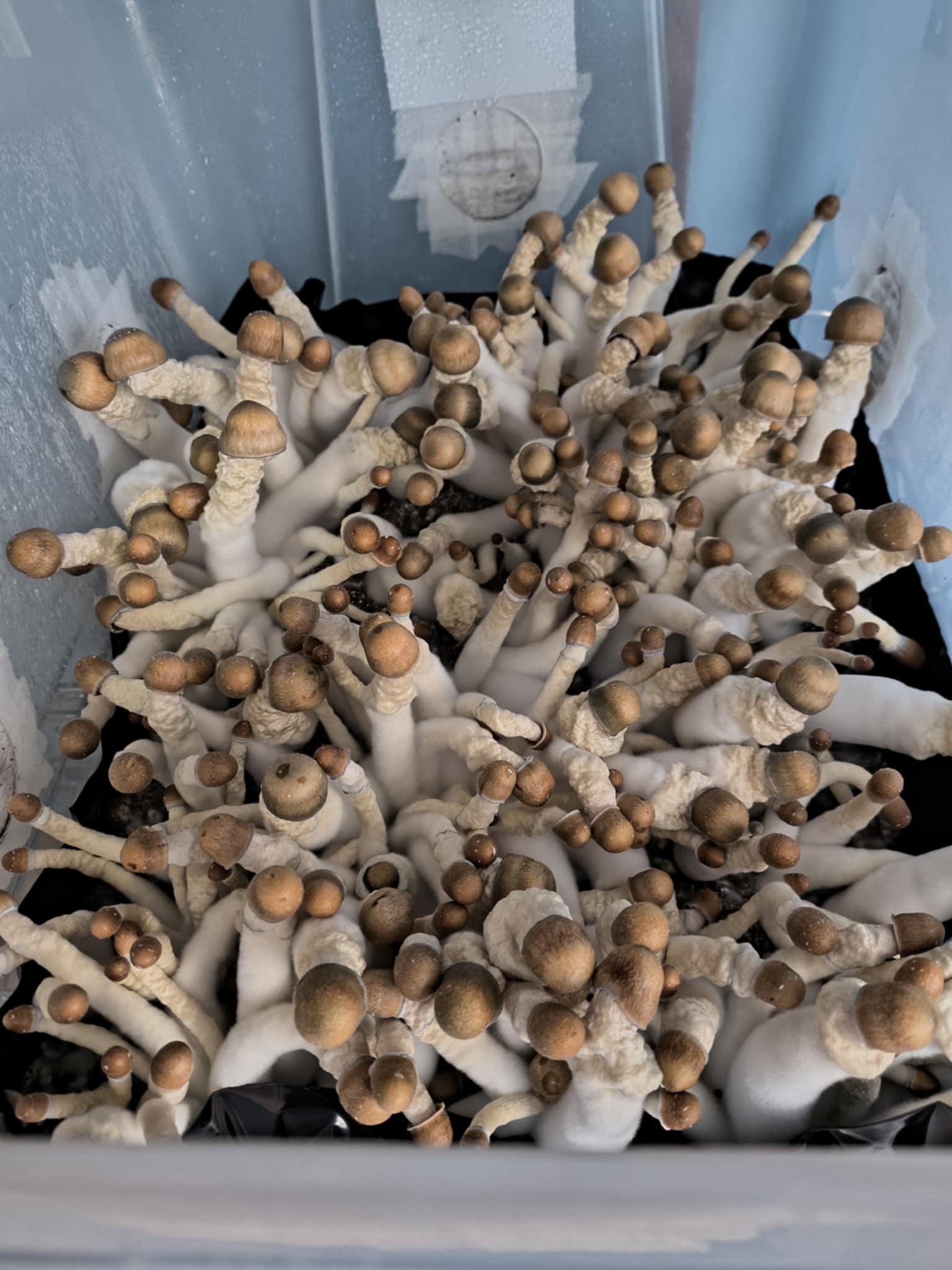 Natives Swab Set - Image 2