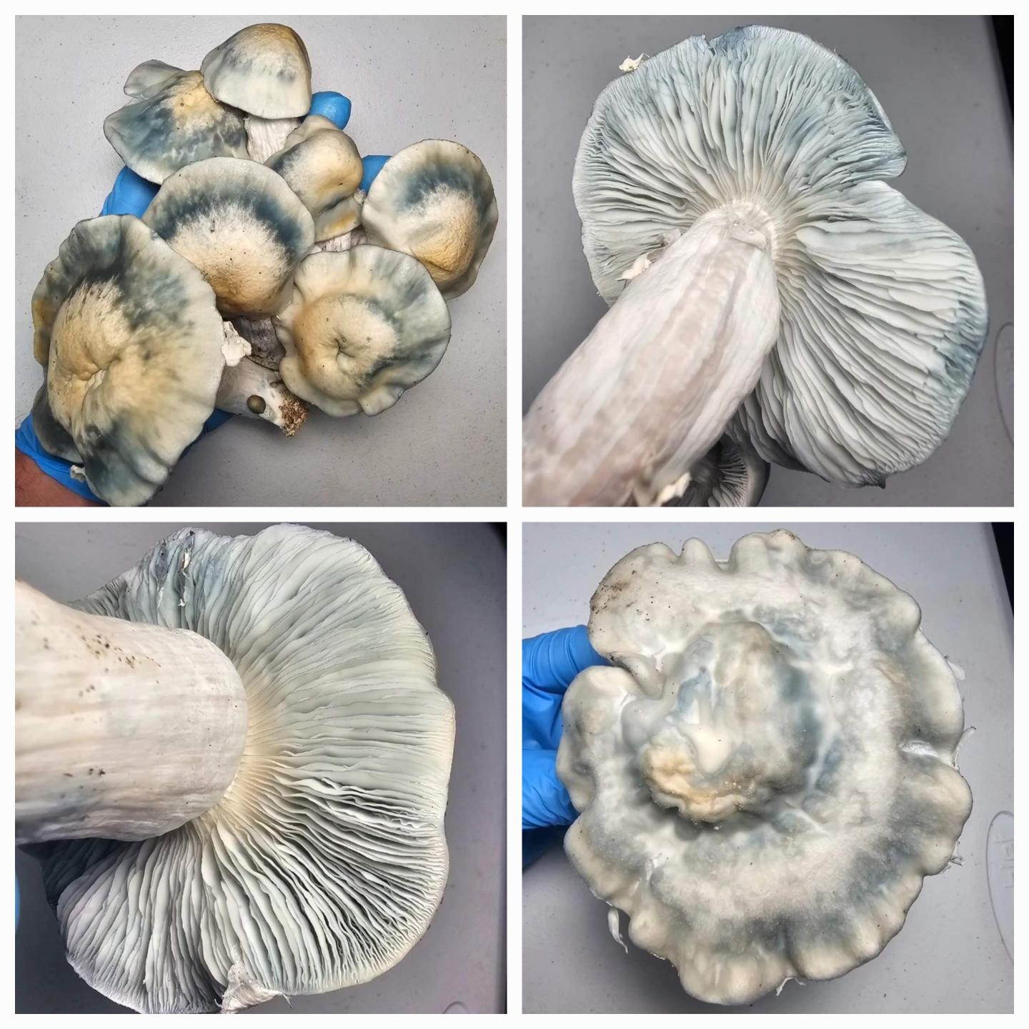 Natal Moon Research Syringe - Image 2