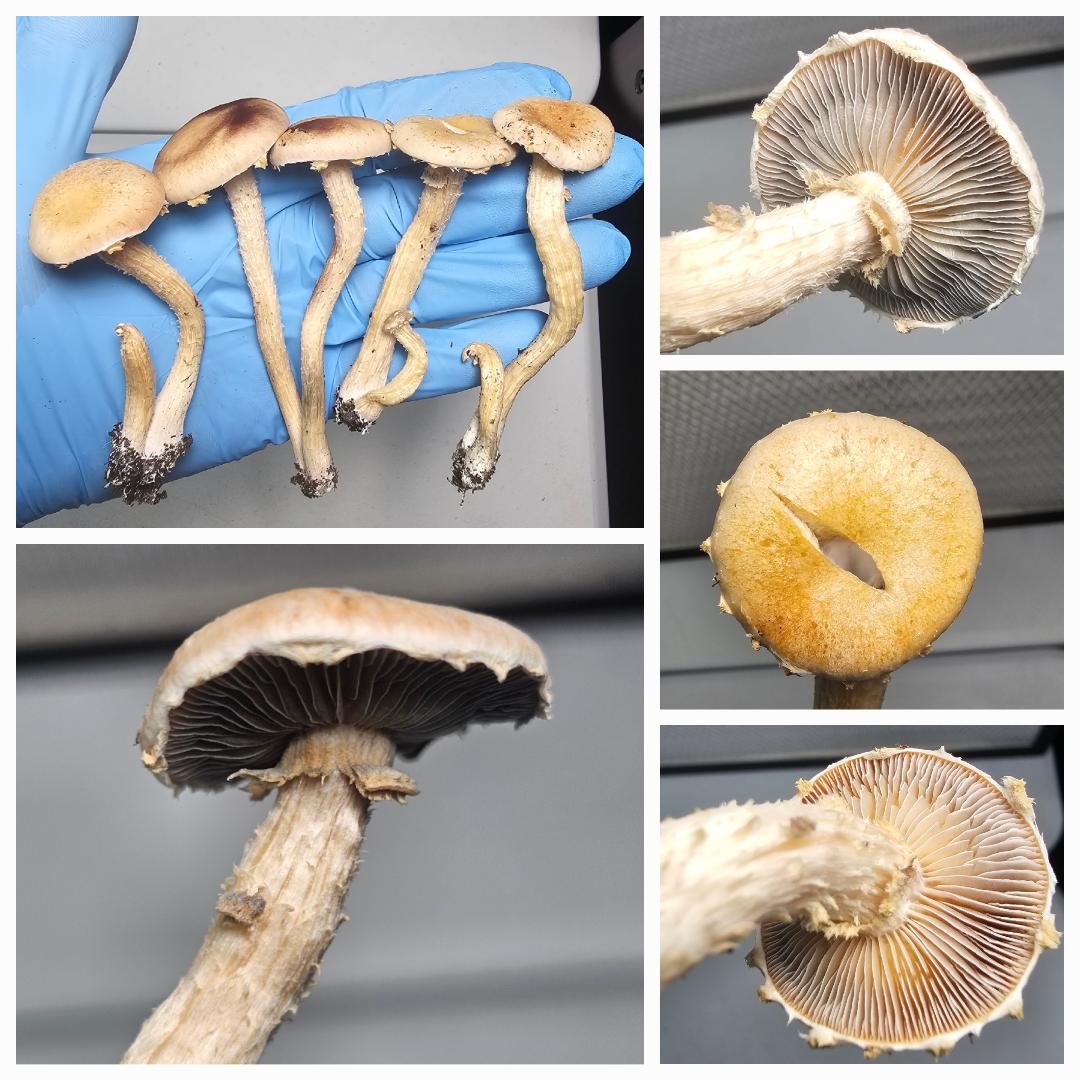 Psilocybe Natalensis Research Syringe - Image 2