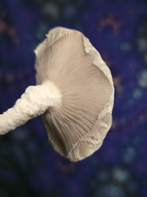 Leucistic Trinity 10ml Research Syringe - Image 3