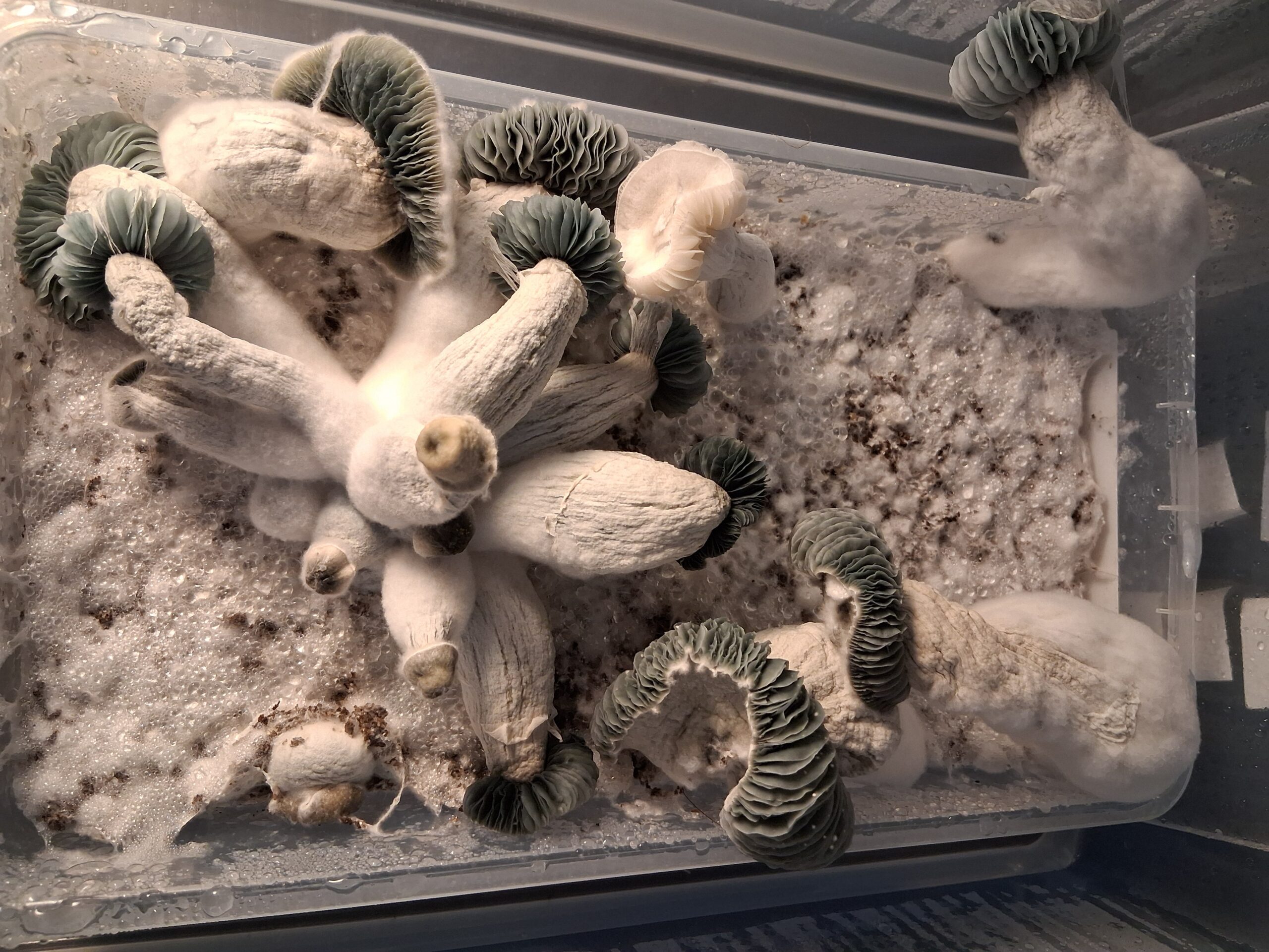 Ted x Tam F1 Spore Swab Set - Image 3