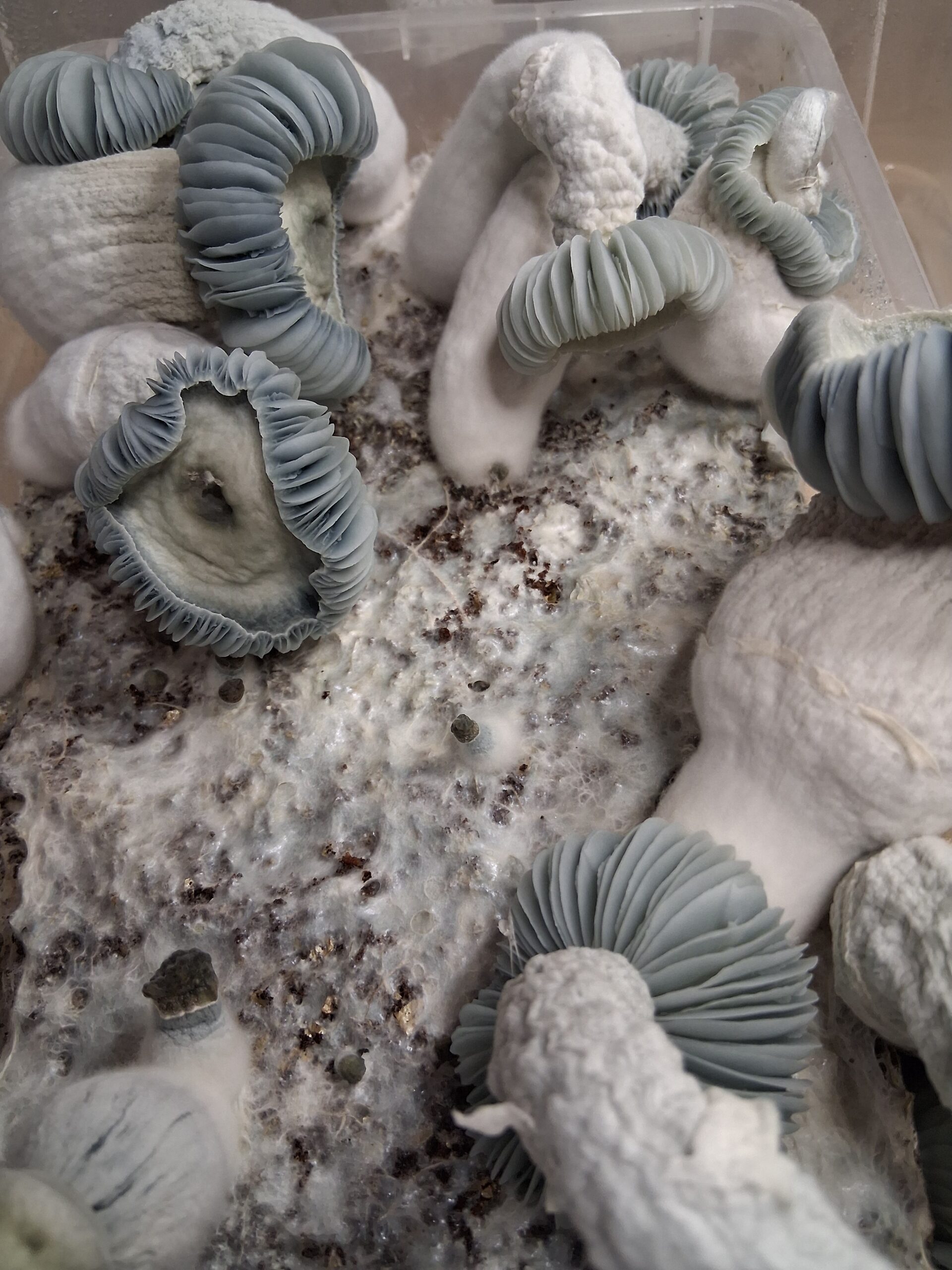 Ted x Tam F1 Spore Swab Set - Image 2