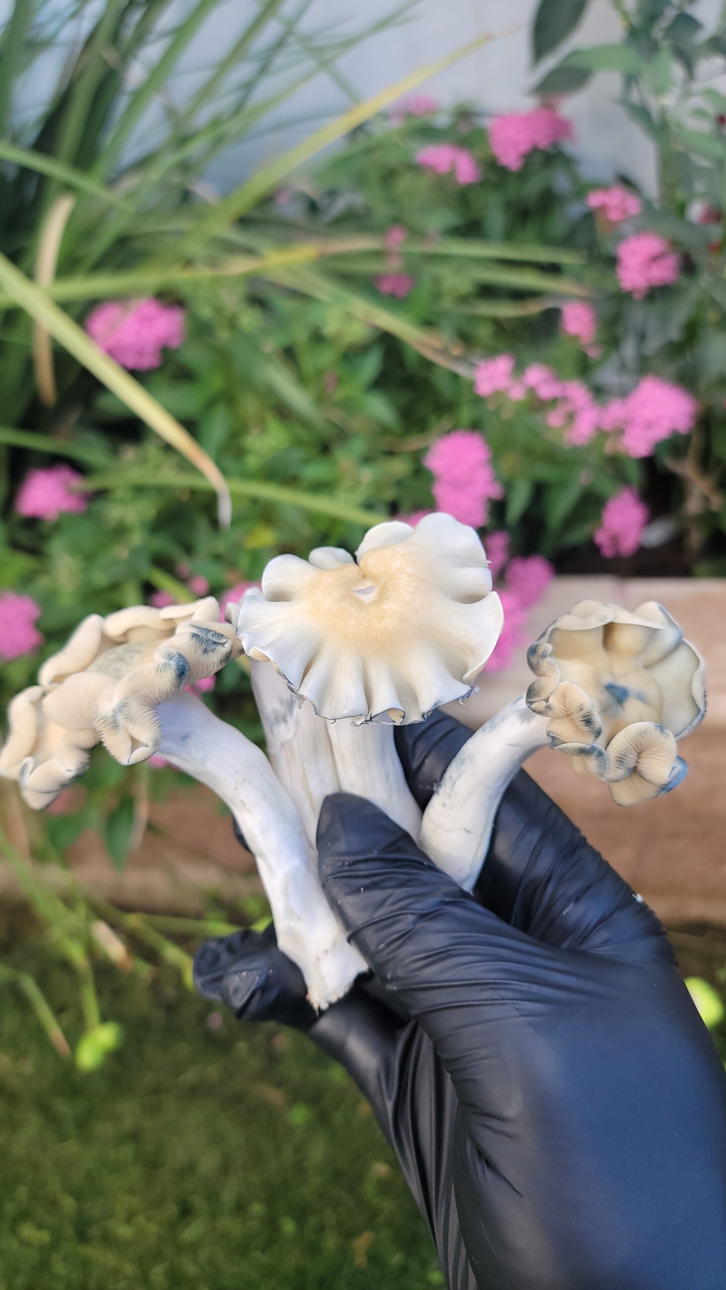 Surf Monkey Swab Set with Agar Plate - Image 2