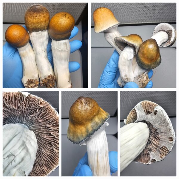 Full Metal APE Research Syringe - Image 2