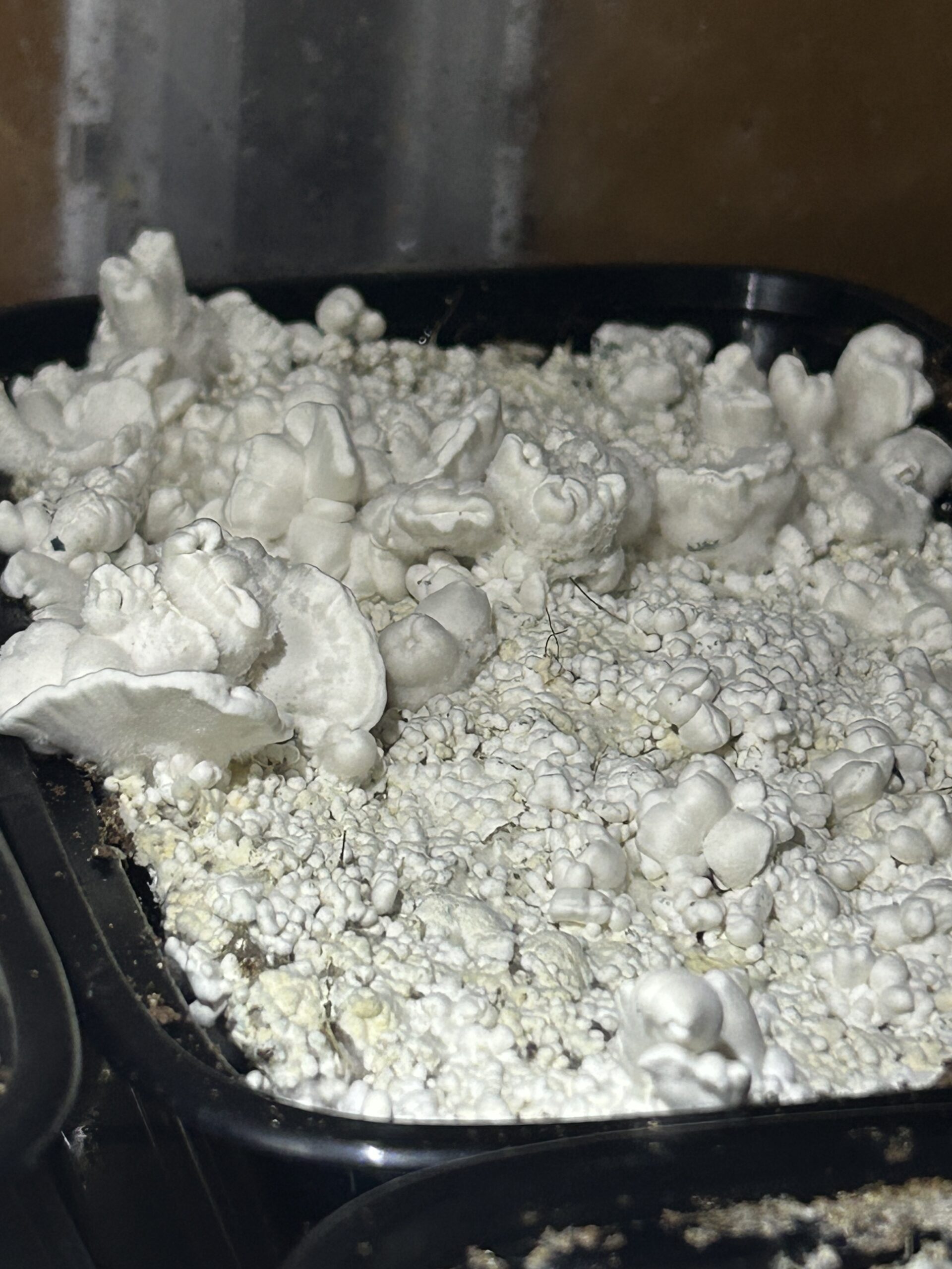 SNAPE MUTANT ISO RESEARCH PLATE - Image 3