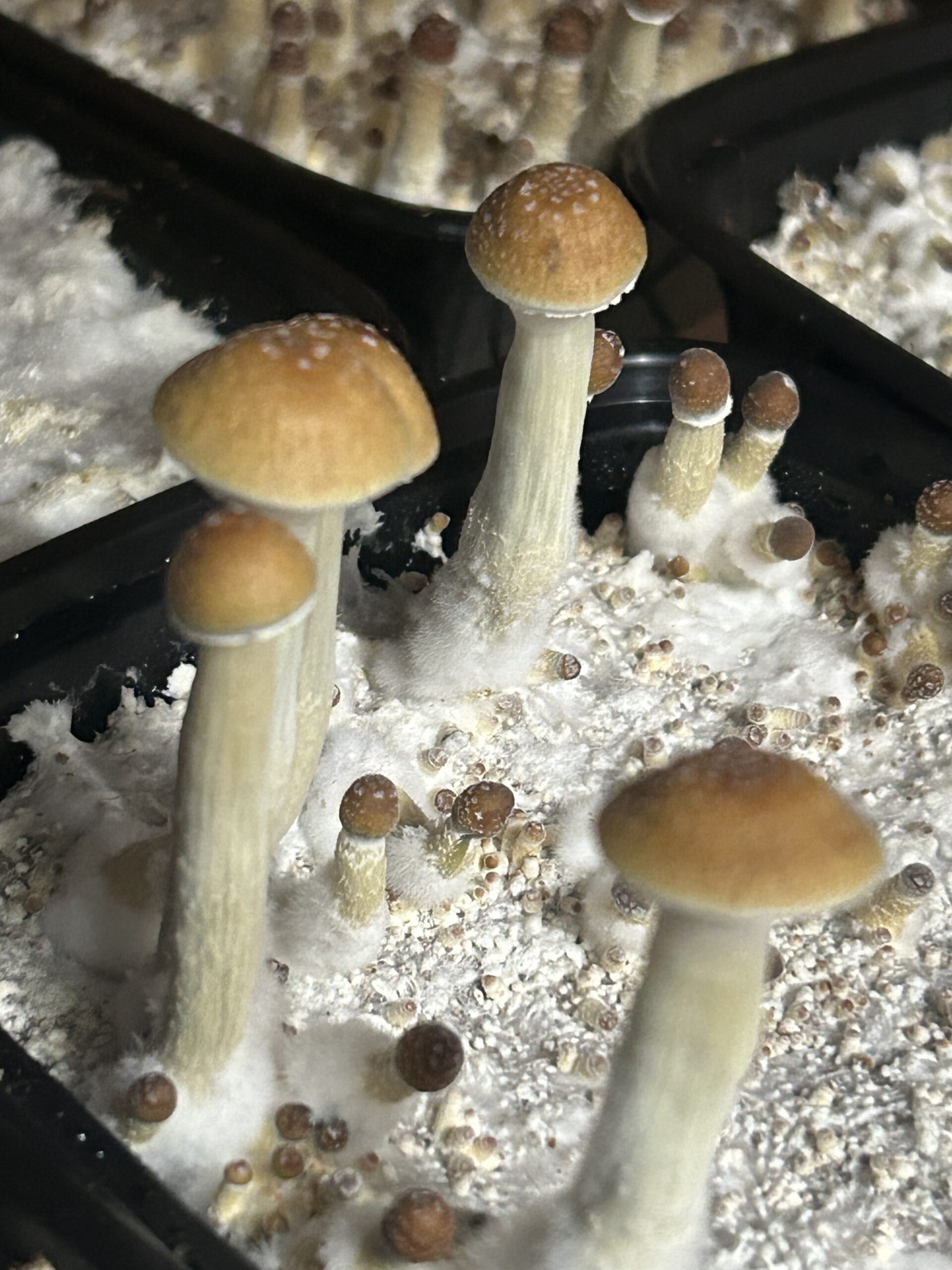 Acadian Coast Research Swab Set - Image 3