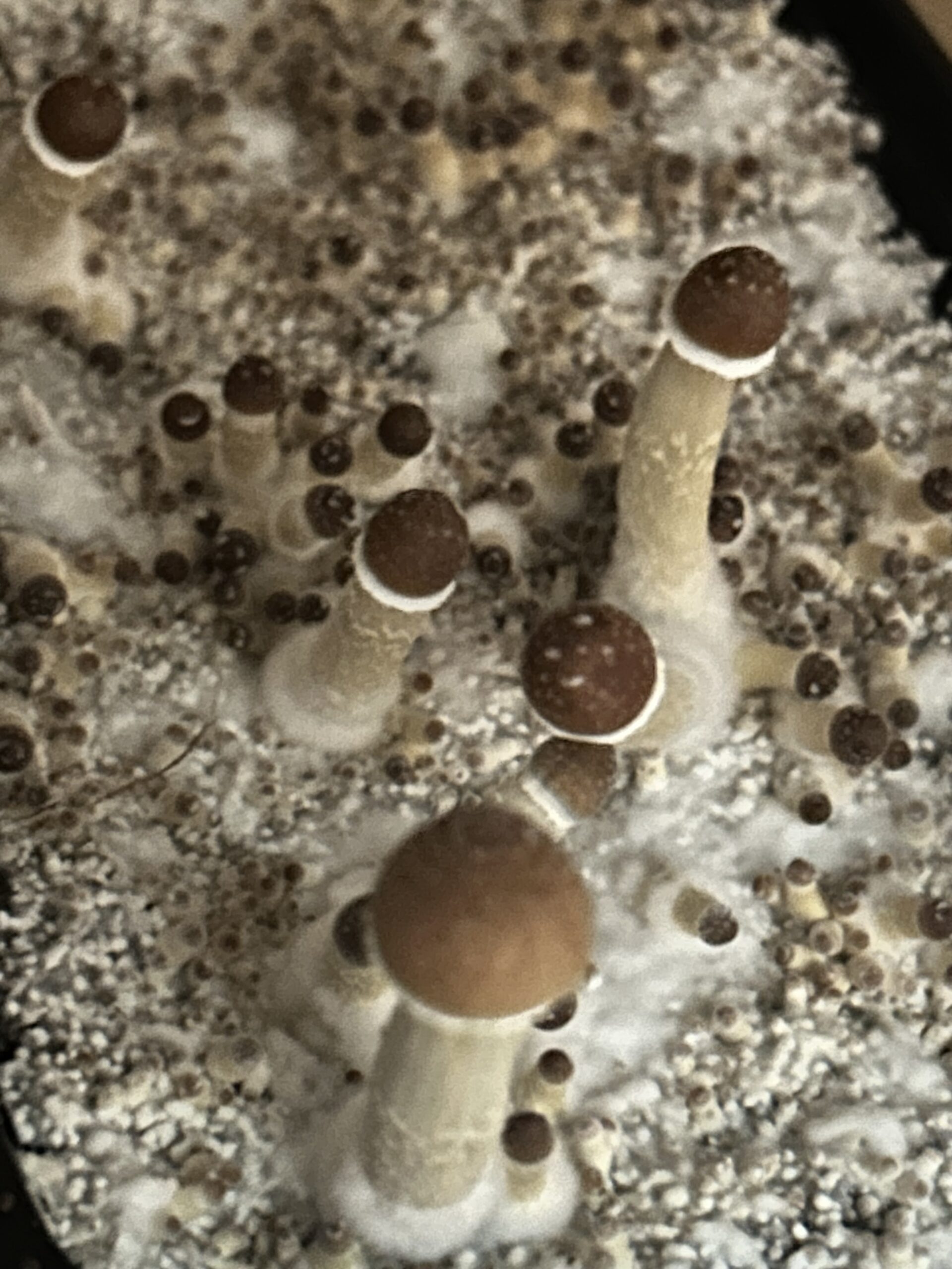 Acadian Coast Research Swab Set - Image 2