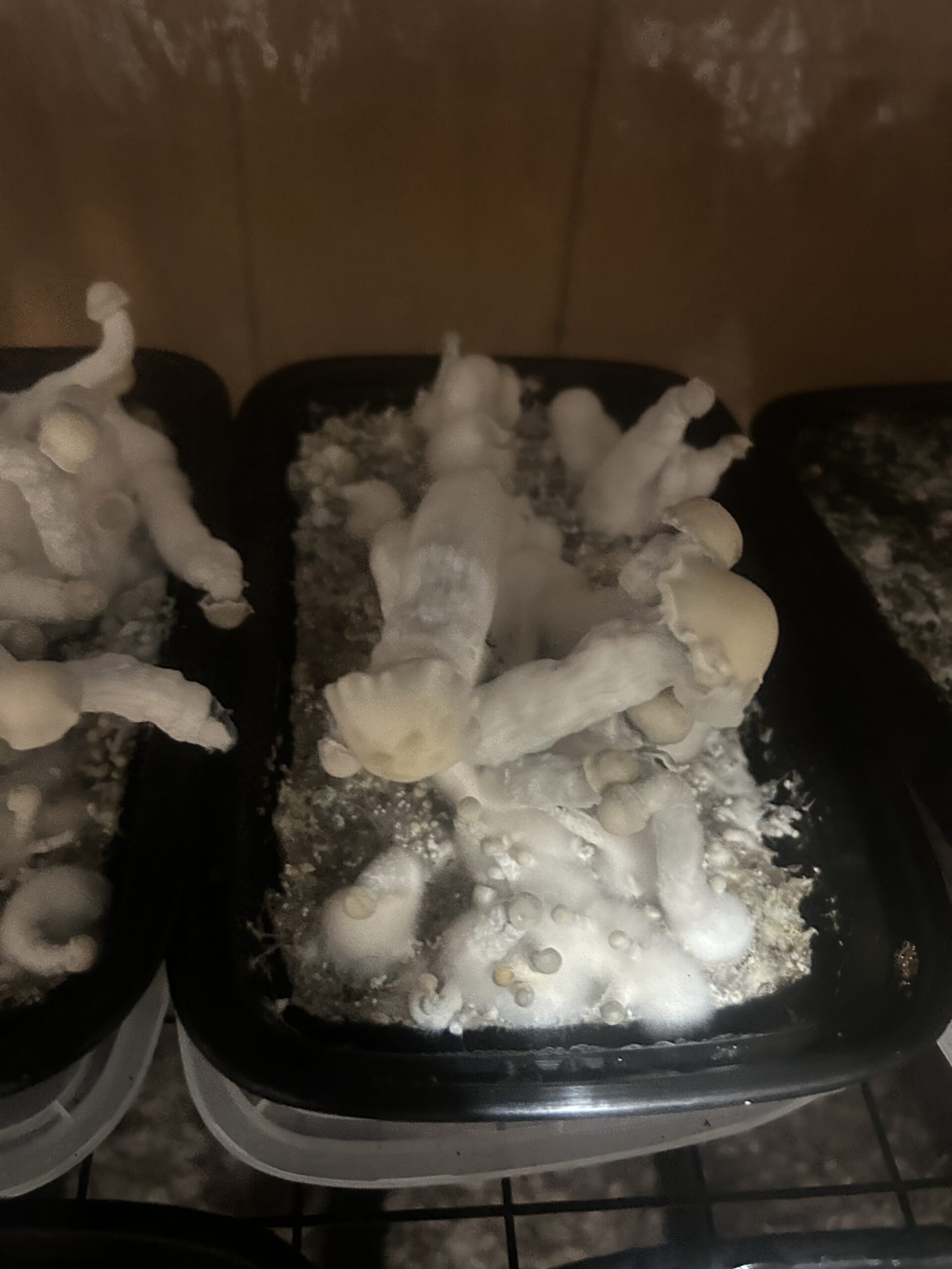 Albino Monsta Mak Research Swab Set - Image 2