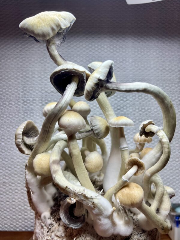 P. Ochraceocentrata Clone - Image 2