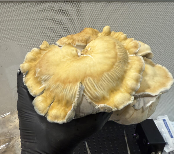 Whitebilly Research Plate - Image 2