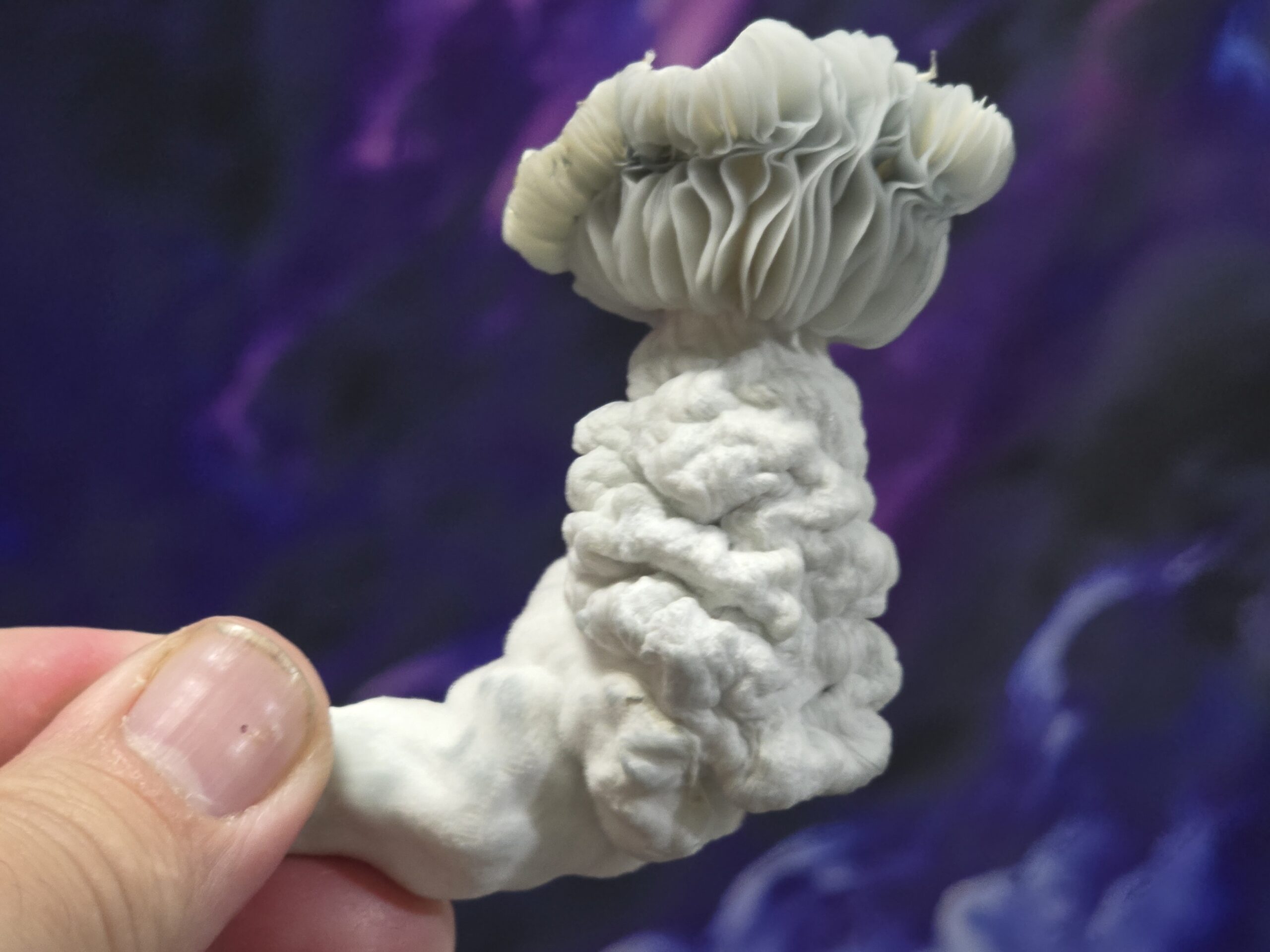 Albino Gollum 10ml Research Syringe - Image 2