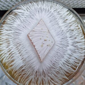 Cuttlefish F4 (Tidalwave Iso) Research Plate