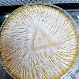 7 Research Monoculture Plates