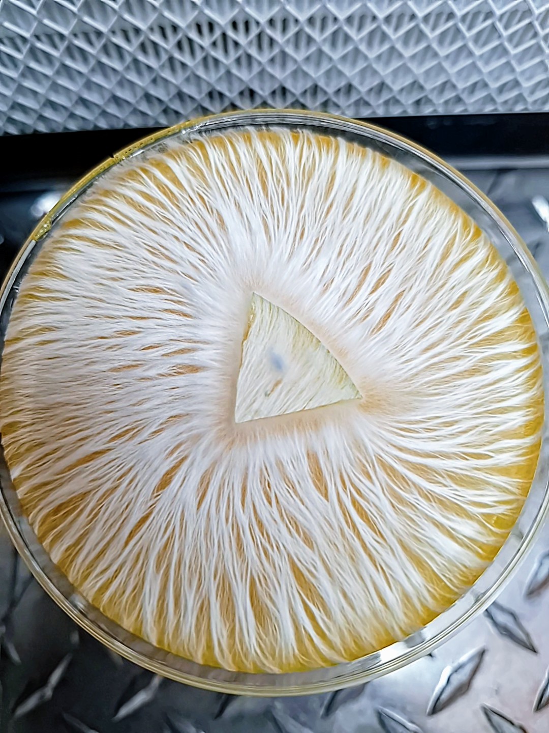 7 Monoculture Research Plates