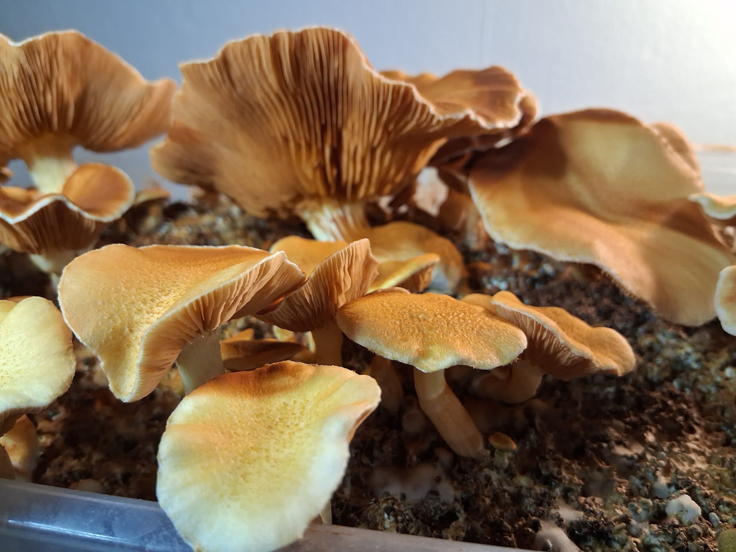 Gymnopilus Luteufolius "Evening Creek" Spore Swab Set - Image 2