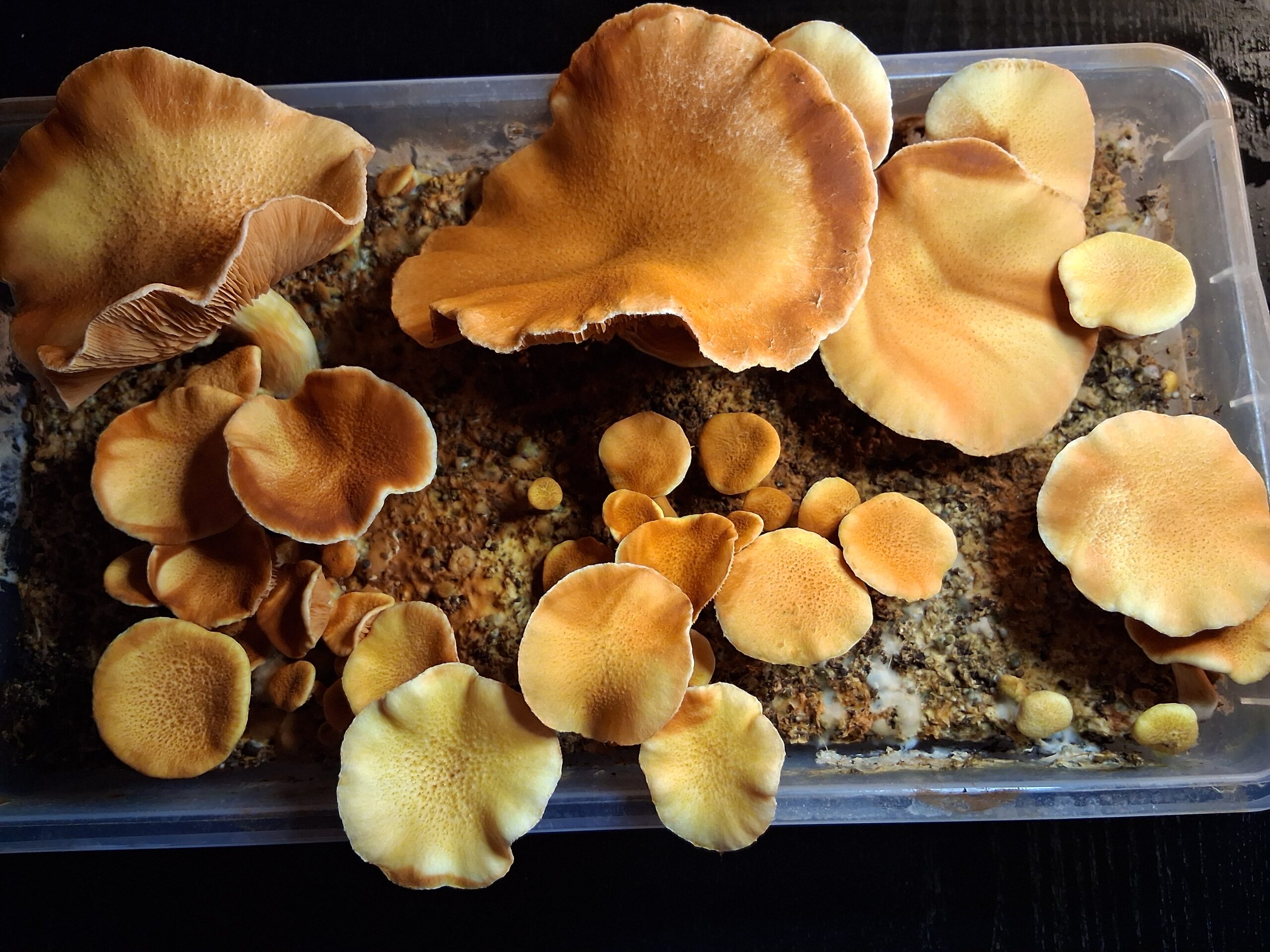 Gymnopilus Luteufolius "Evening Creek" Spore Swab Set - Image 3