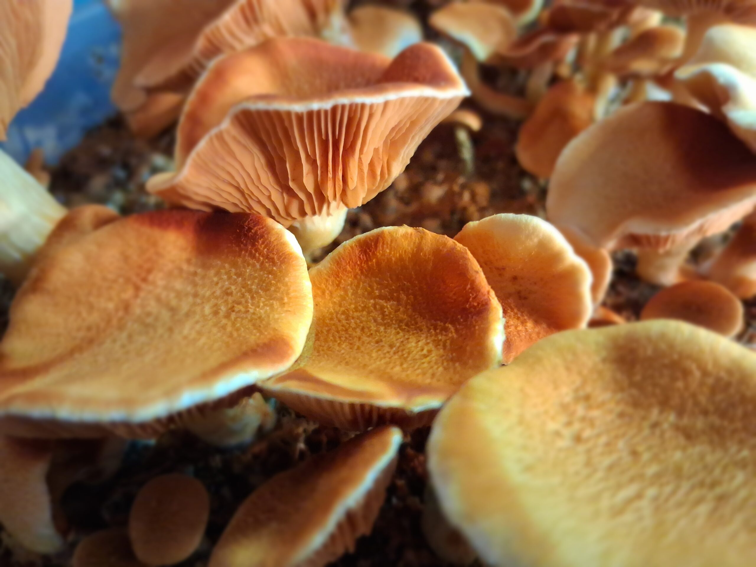 Gymnopilus Luteufolius "Evening Creek" Spore Swab Set - Image 4