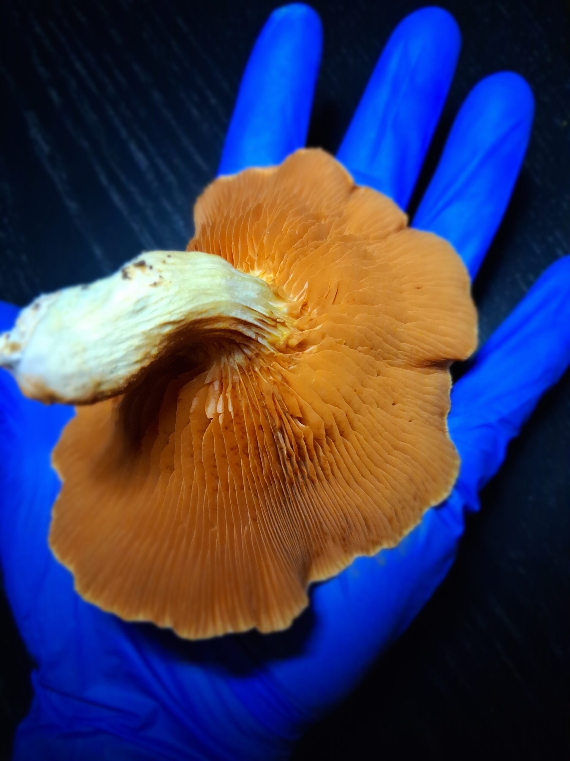 Gymnopilus Luteufolius "Evening Creek" Spore Swab Set - Image 5
