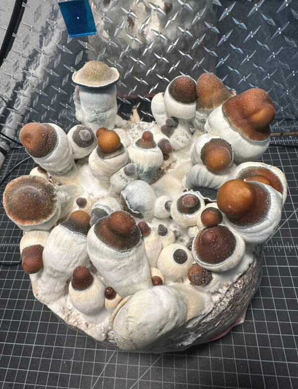 MoonDaddy New Cross Research Plates 6 Pack - Image 2