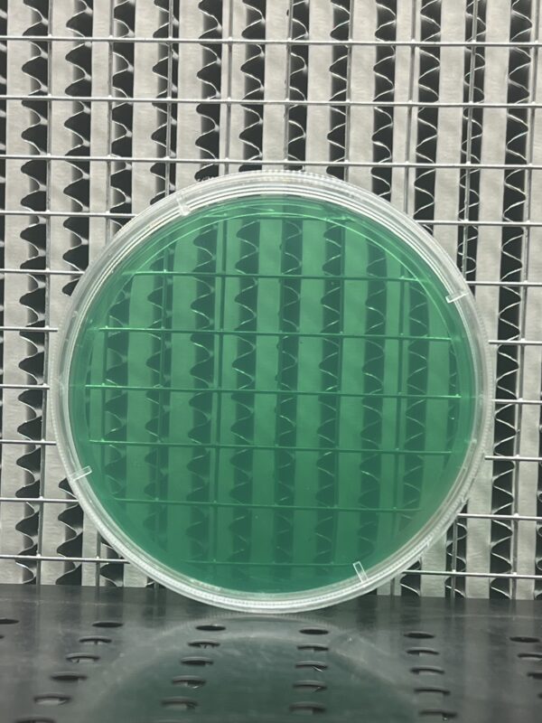 (5) Pre poured 100mm Cell Treat Petri Dishes W/ Grip Ring