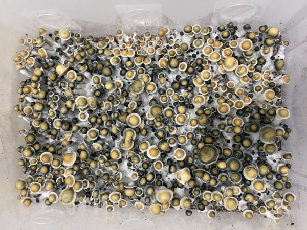 Full Metal Ape Research Syringe - Image 3