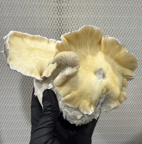 Whitebilly Research Plate - Image 3