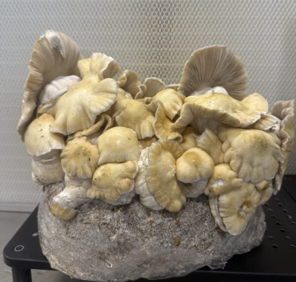 Whitebilly Research Plate - Image 5