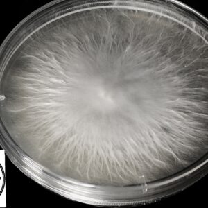 Blue Nips Research Plate