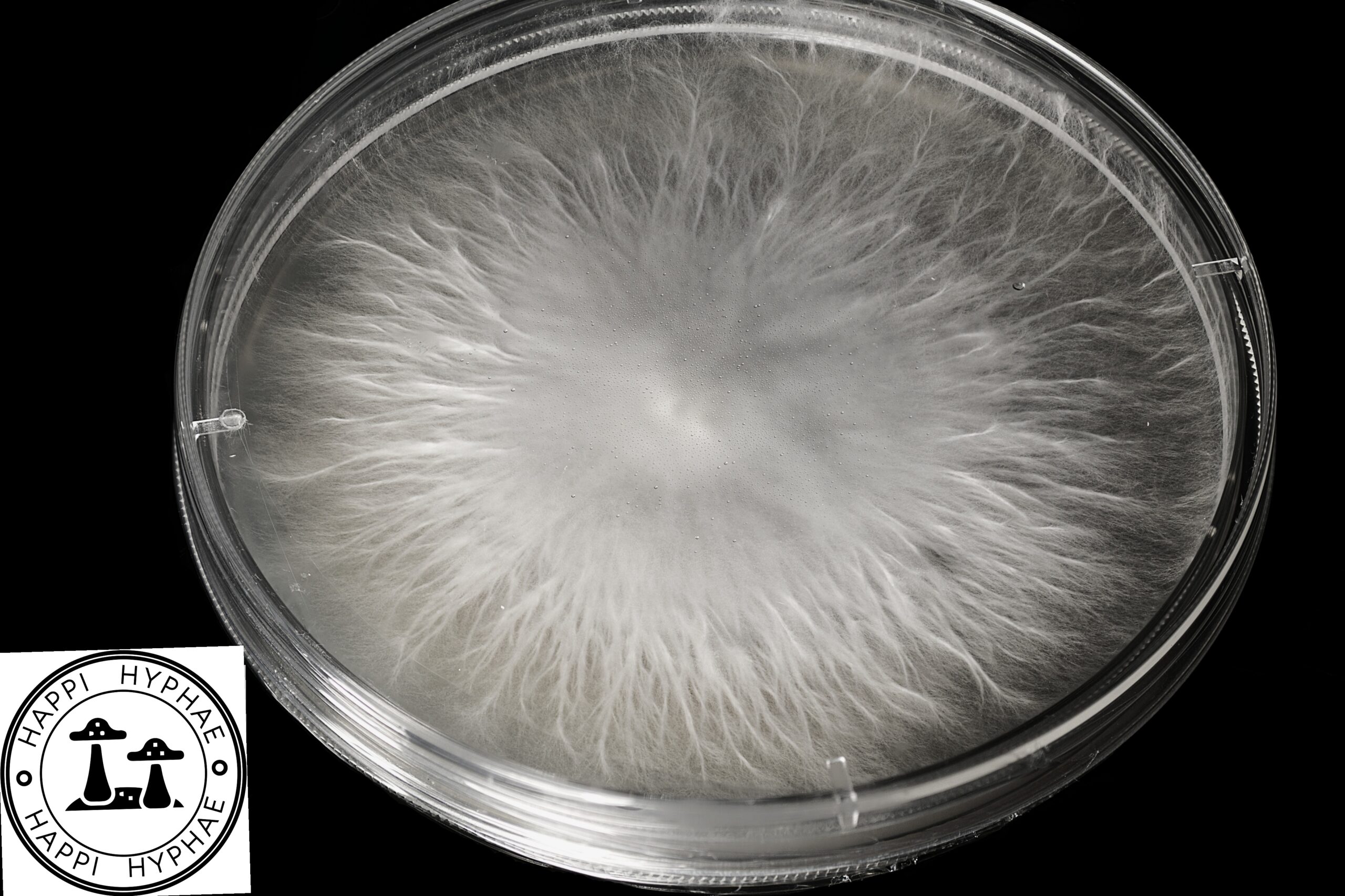 Blue Nips Research Plate