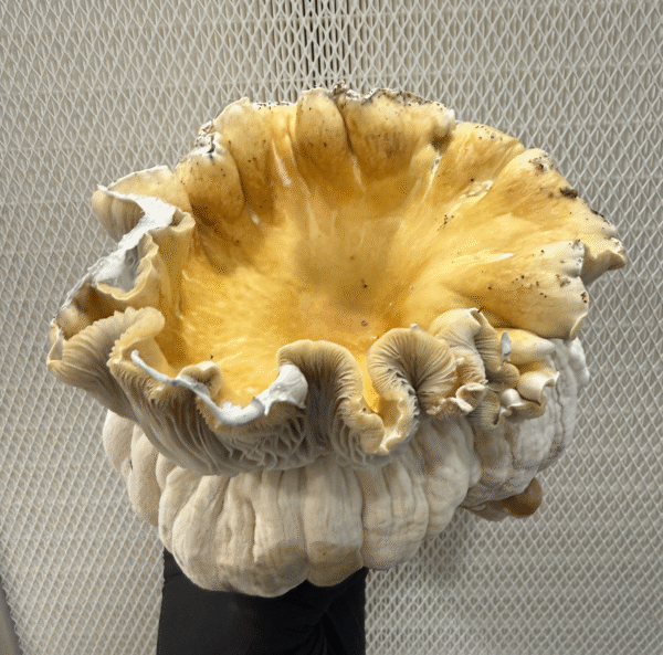 Hillbilly Pumpkin Research Syringe - Image 4