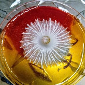 Smurf TAT MonoCulture Research Plate