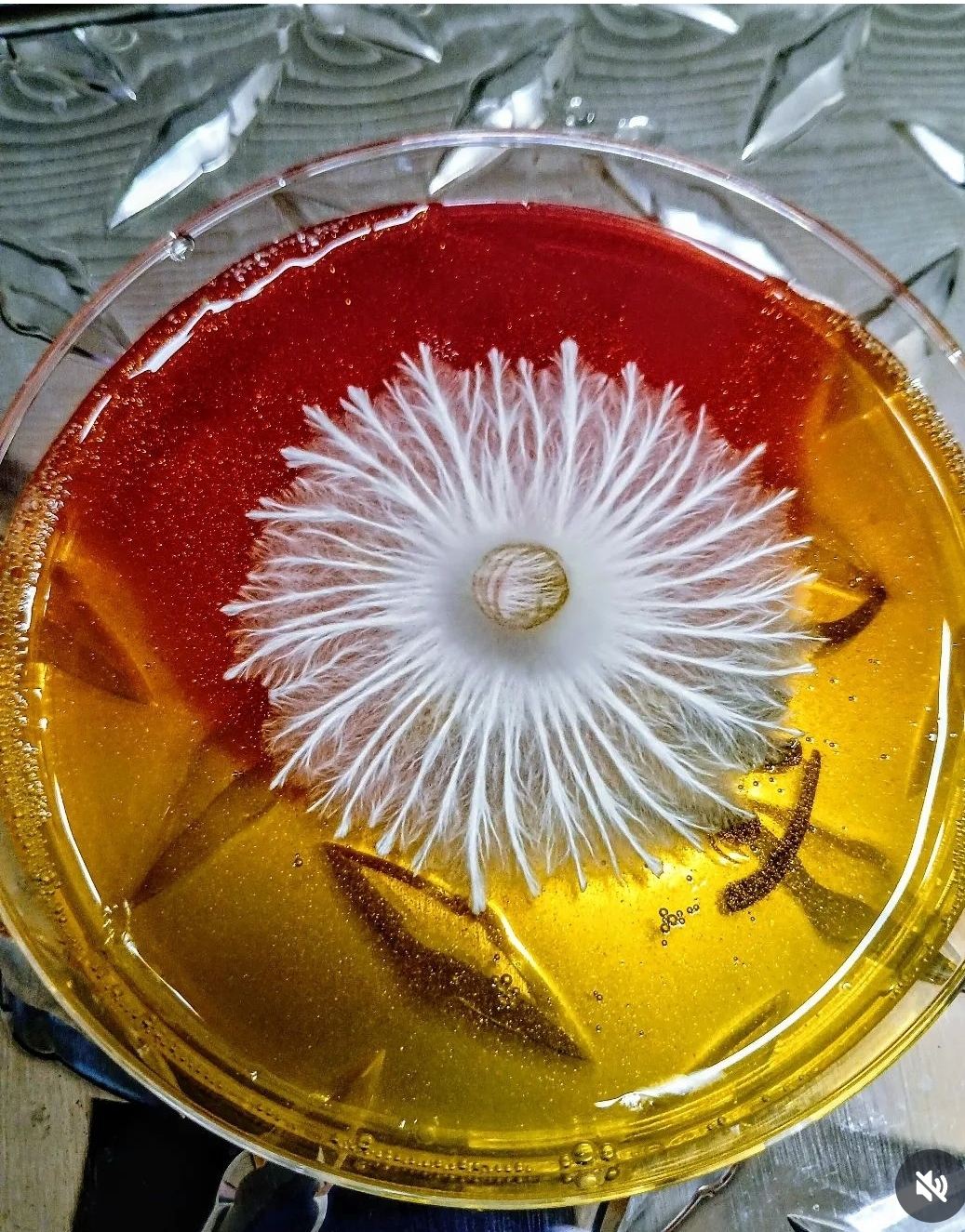 Canis Panther Liquid Culture Syringe