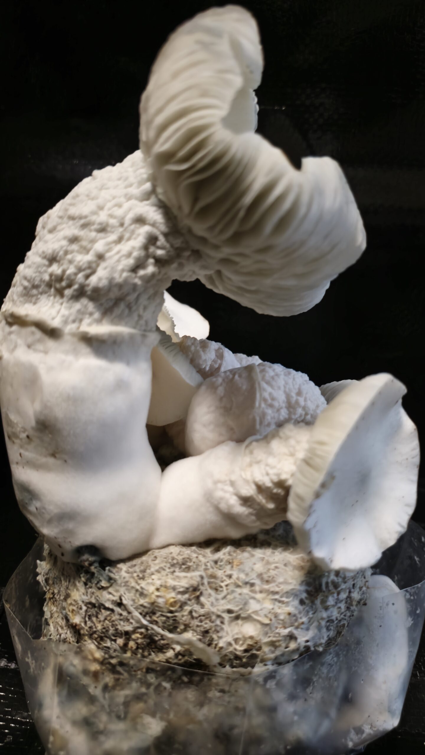 EFroot 10ml Research Syringe - Image 2