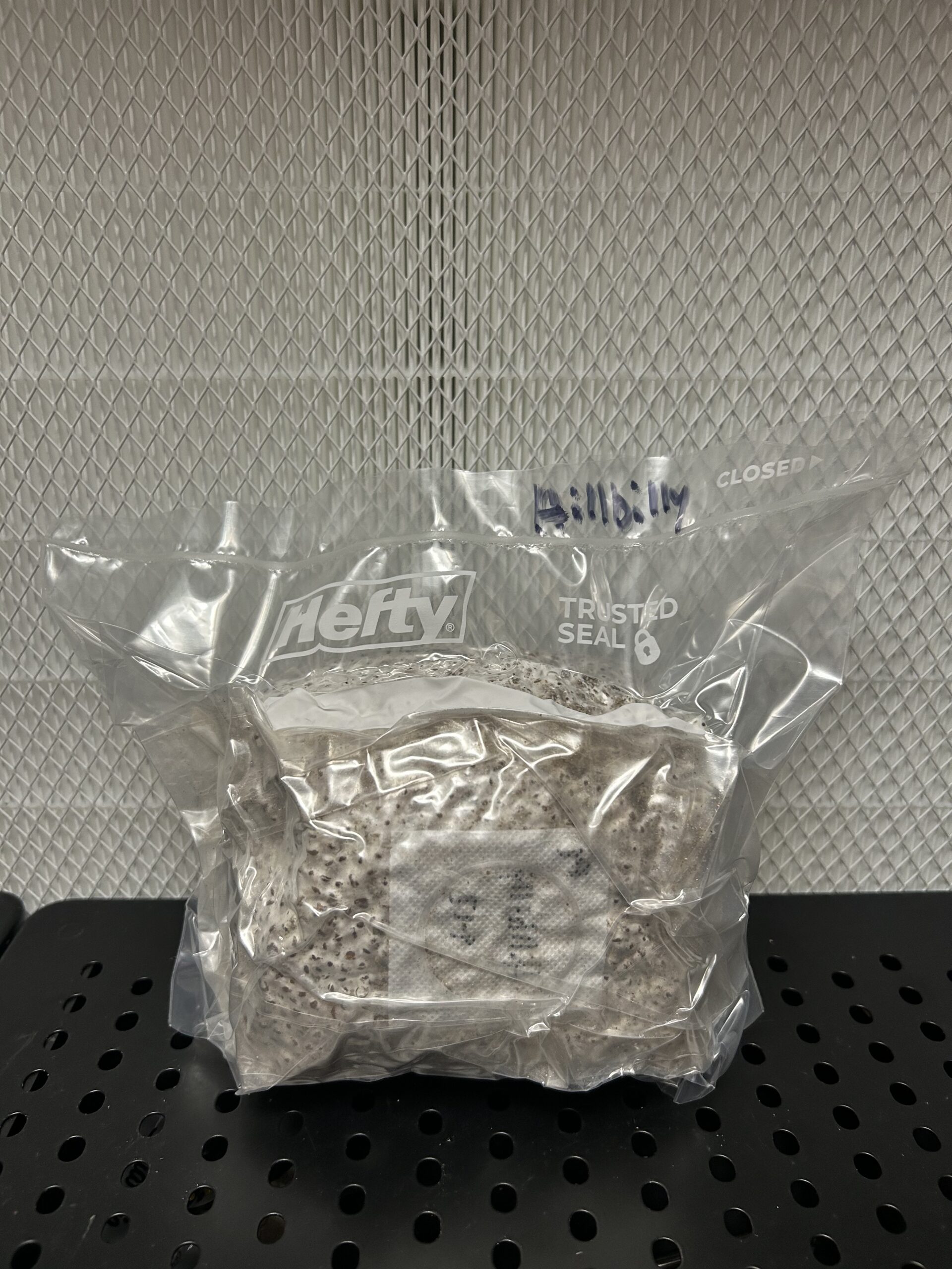 OG MAK Colonized Research Grain Bag