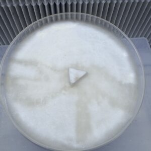 Pan Komodo X TTBVI Research Plate