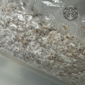 3 lbs Research Oat Grain: Zone 7 - 8 Shipping