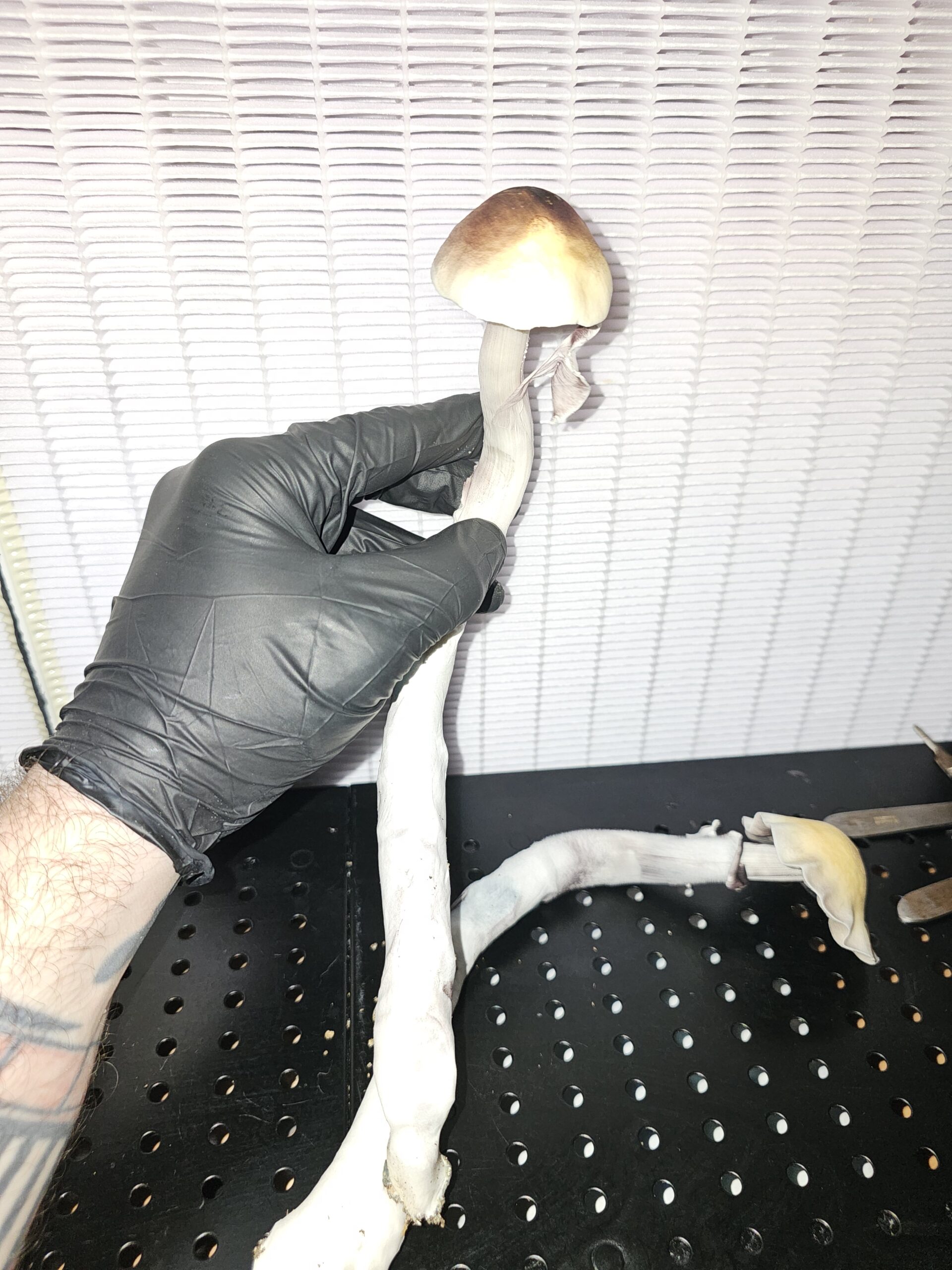 Spectre Research Plate - Image 2