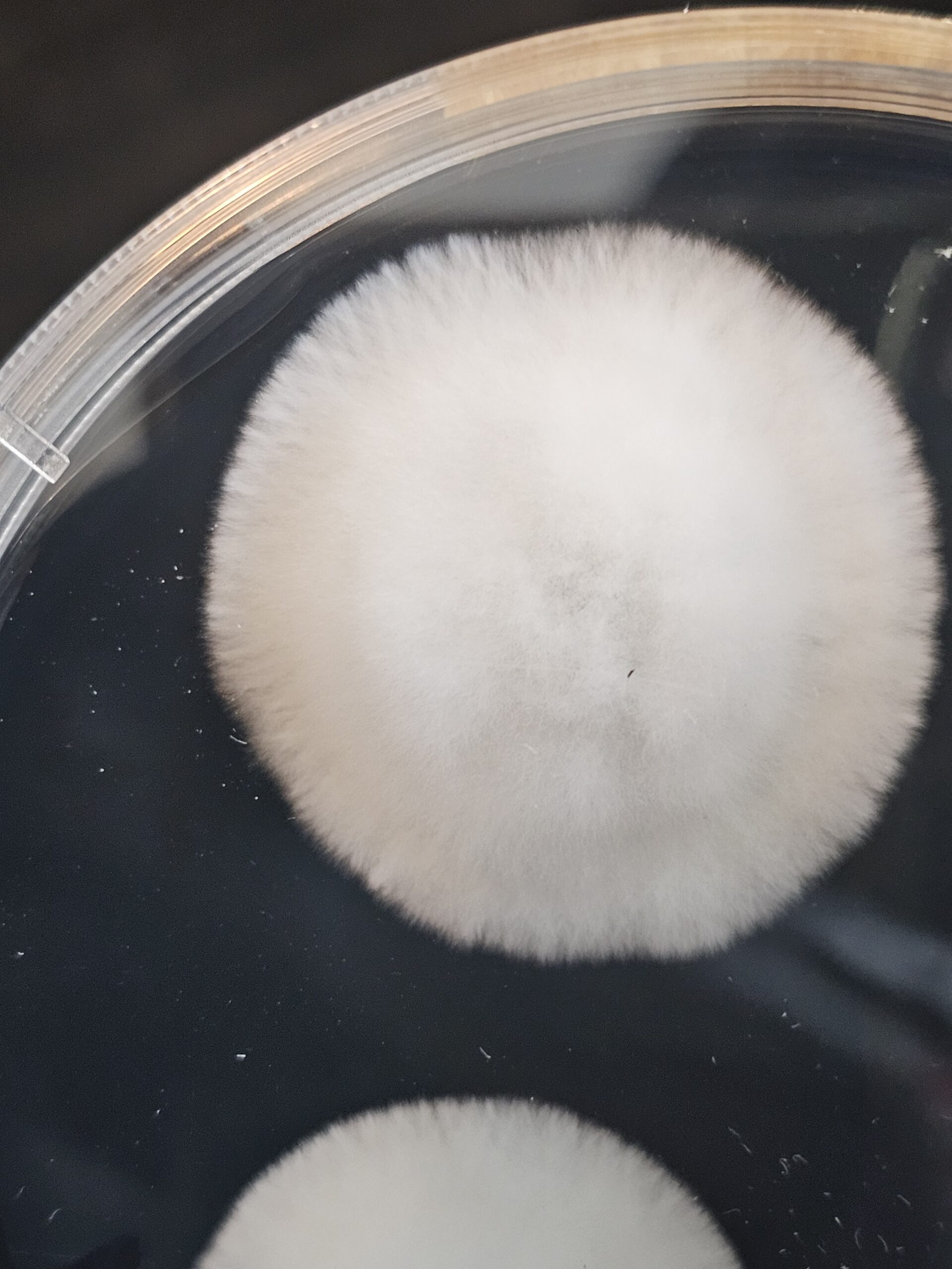 IceBilly Research Plate - Image 2