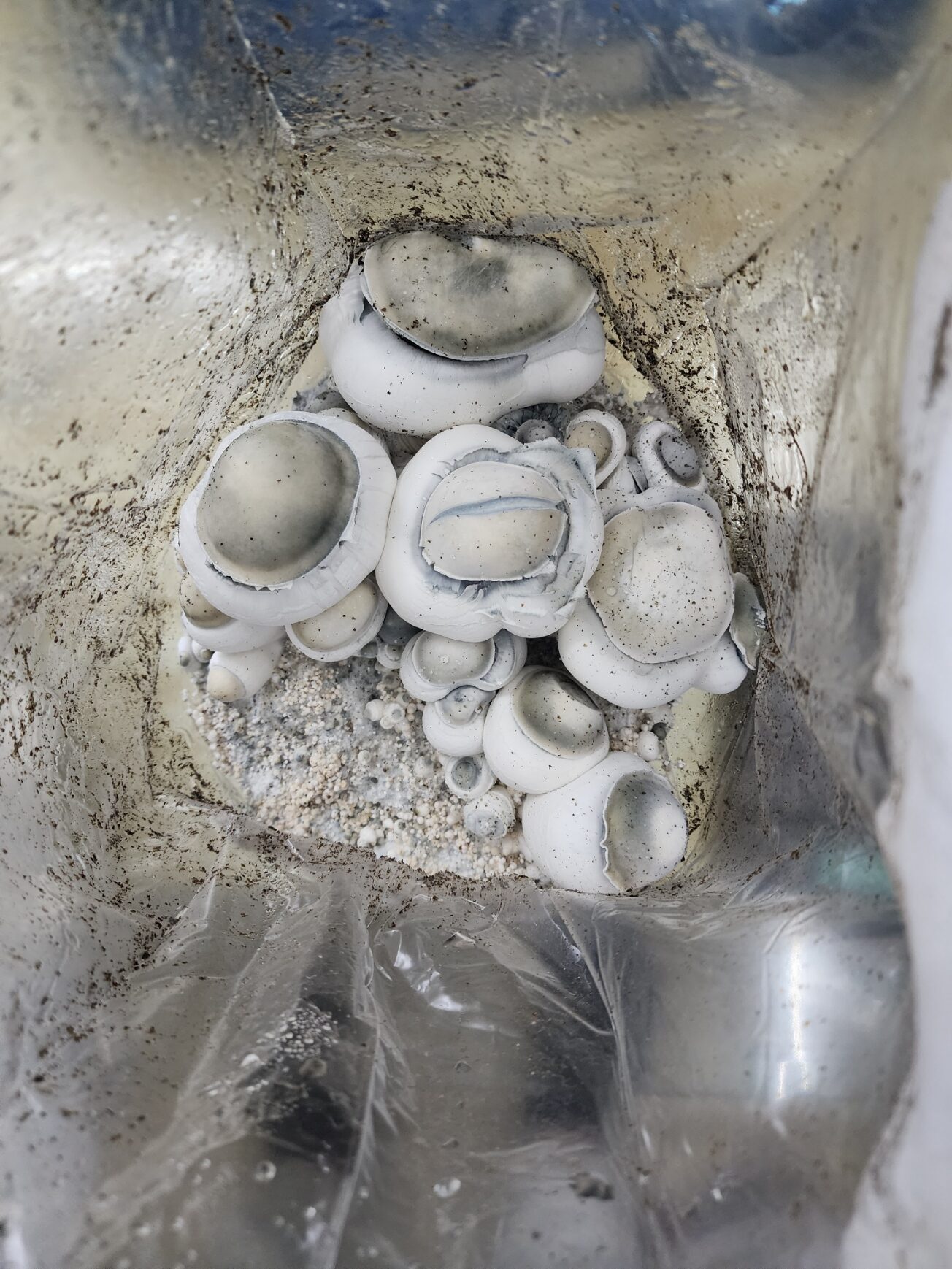 Bape139 Research Plate - Image 2