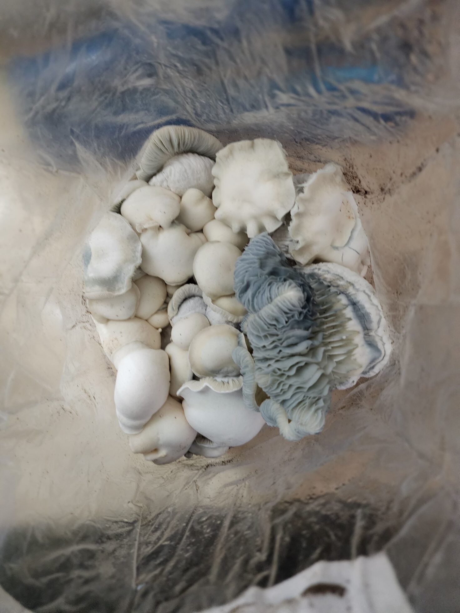 Leucistic DC Mak x Shakti F3 291 Research Plate - Image 3